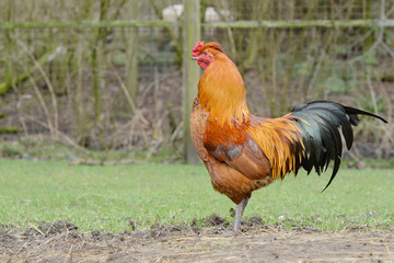 chicken in free range