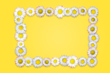 frame from daisies - summer background