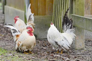 chicken in free range