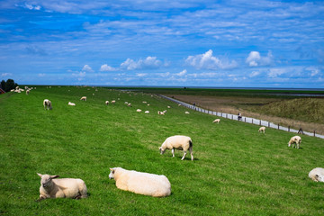 Fototapeta premium Dyke sheep