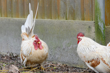 chicken in free range