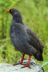 Chobe National Park, Botswana: the Red-billed Francoline