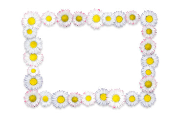 frame from daisies on white background
