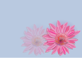 pink flowers for background
