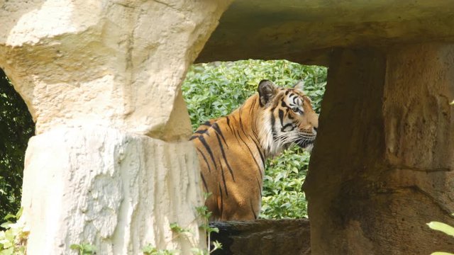 4k of Scary looking male royal bengal tiger staring towards of you from inside the jungle