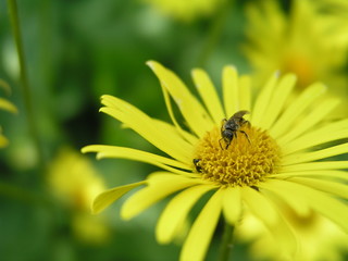 A bee collects nectar from a yellow flower Doronicum grandiflorum in the month of May. Honey plants Ukraine. Collect pollen from flowers and buds