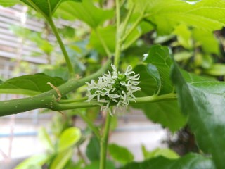mulberry on its branch.