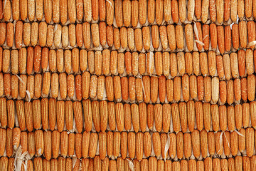corn staff pattern background
