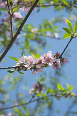 Peach Blossoms in Spring in North India