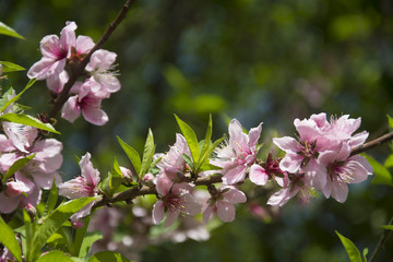 Obraz premium Peach Blossoms in Spring in North India