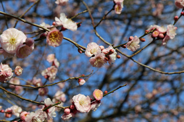 梅の花