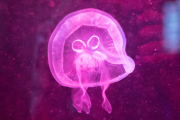 Jellyfish in bright neon light in the aquarium