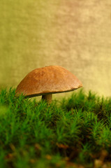 Tubular mushroom (Leccinum) in moss close-up with copy space