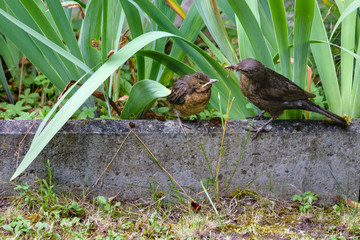 The bird feeds the chick that flew out of the nest