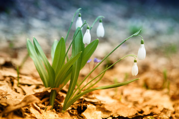 Flowering snowdrops in spring forest. (Galanthus nivalis)