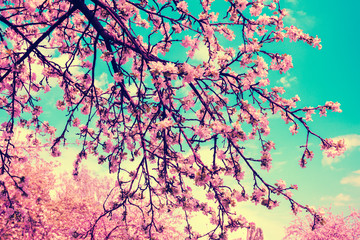 Obrazy na Szkle  Vintage kwiat jabłoni przeciw błękitne niebo. Naturalne tło wiosna