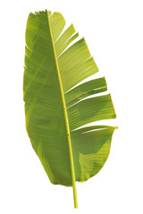 banana leaf on isolate and white background