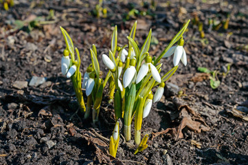 The first spring flowers: snowdrops on the nature. The symbol of spring, beginning, freshness, new life.