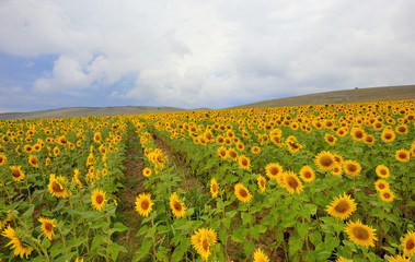 Sunflower in a wheat field
