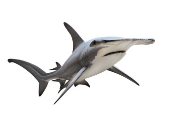 Fototapeta premium The Great Hammerhead Shark - Sphyrna mokarran is dangerous predatory fish. Animals on white background.