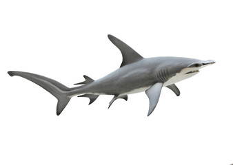 The Great Hammerhead Shark - Sphyrna mokarran is dangerous predatory fish. Animals on white background. - obrazy, fototapety, plakaty