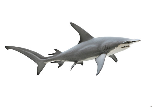 The Great Hammerhead Shark - Sphyrna mokarran is dangerous predatory fish. Animals on white background.