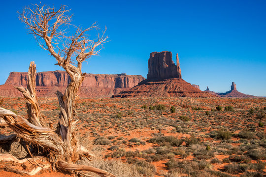 Dormant tree in Monument Valley