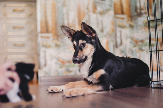 Shelter mongrel puppy looking at toy cat with interest