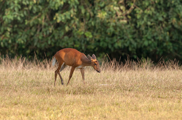 Deer in a field