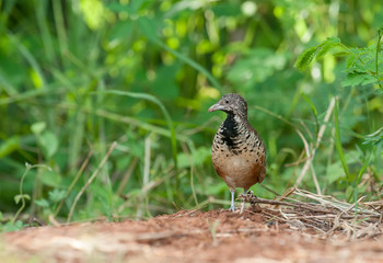 Barred Buttonquail (Turnix suscitator), on the prowl in grassland with green background.