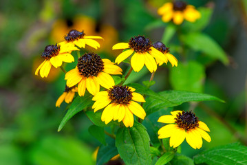 Yellow flovers