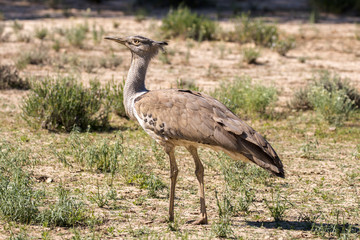 Kori Bustard