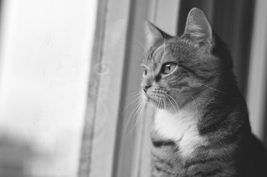 Cat sitting by the window close-up in black and white with copy space