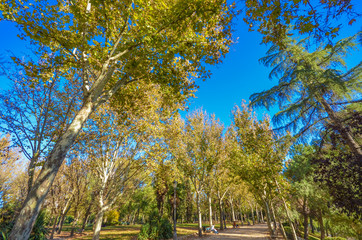 Fall Colours in a City Park with a path