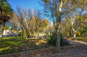 Fall Colours in a City Park with a path