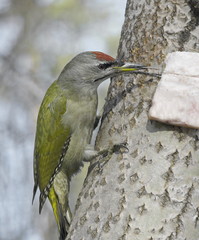 A gray-haired woodpecker on a tree eats lard. Picus canus.
