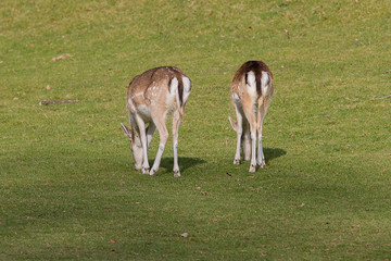 photo of a pair of female Fallow deer with heads down grazing