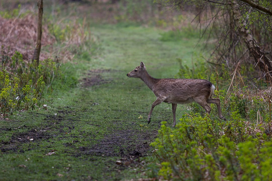 photo of a Sika Deer cautiously crossing a path in the words 