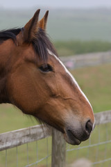 photo portrait of a beautiful little chestnut pony 