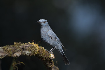 Thrush Birds in Thailand and Southeast Asia.