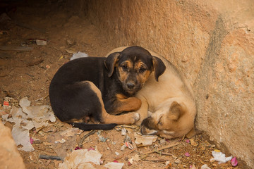 photo of two feral puppies in a drain one asleep and one awake - 140888028