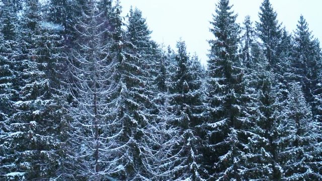 Christmas winter landscape, spruce and pine trees covered in snow on a mountain road