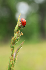 Ladybird sitting on top of grass in the meadow