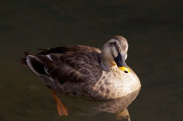 Spot-billed duck