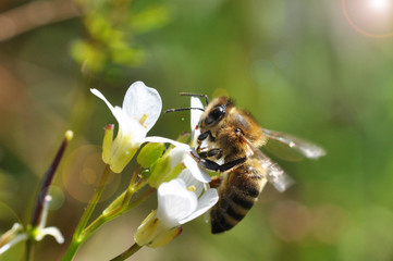 Honey bee (Apis) feeding on white wild flower and collecting nectar