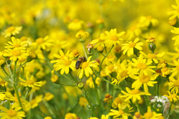 Honey bee collecting nectar from yellow flowers in the spring time. Bee pollinating yellow wild flowers
