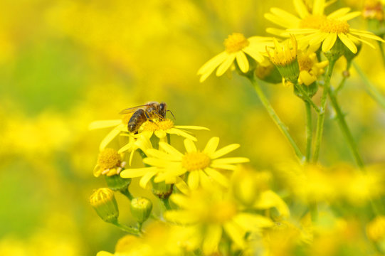 Honey bee collecting nectar from yellow flowers in the spring time. Bee pollinating yellow wild flowers