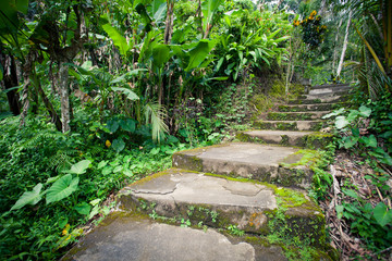 Old stone stairs in the jungle rainforest