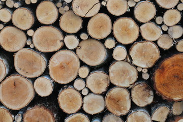 Heap of tree trunks