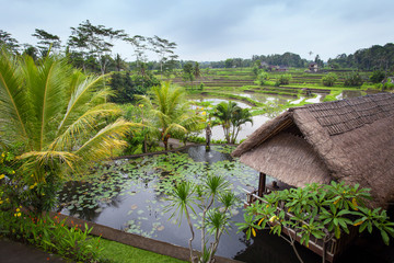 Lake with water lilies and a hut with a thatched roof